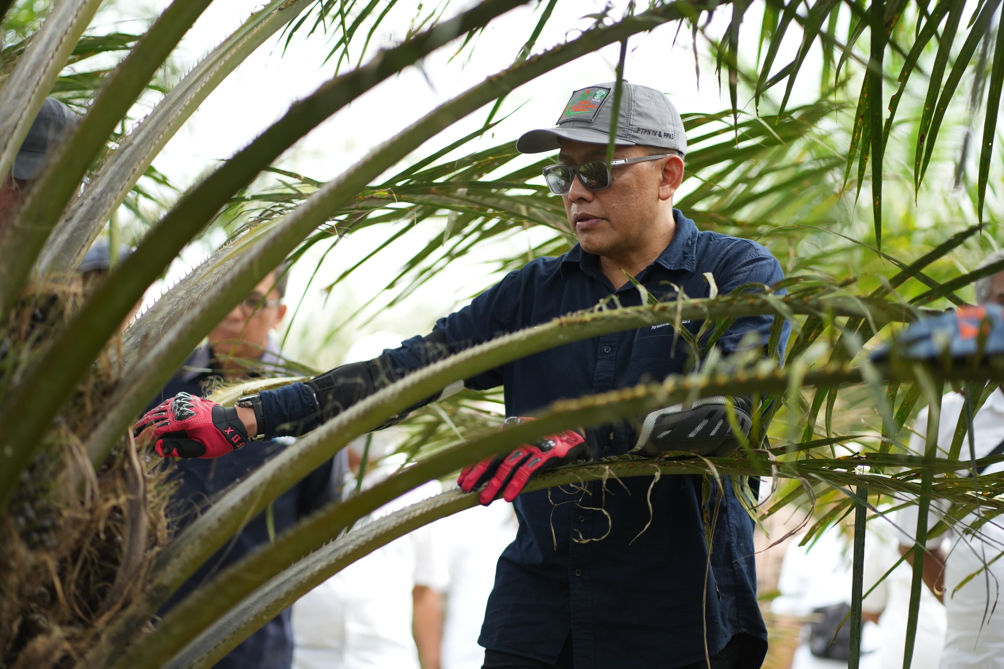 PTPN IV PalmCo Respons Cepat Arahan Presiden, Targetkan ROA 10 Persen di 2029