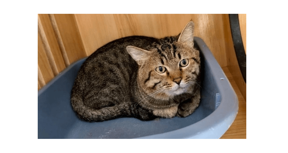 Kucing Viral karena Masuk Daftar Lelang  Setelah Pemiliknya Kalah di Kasus Utang 