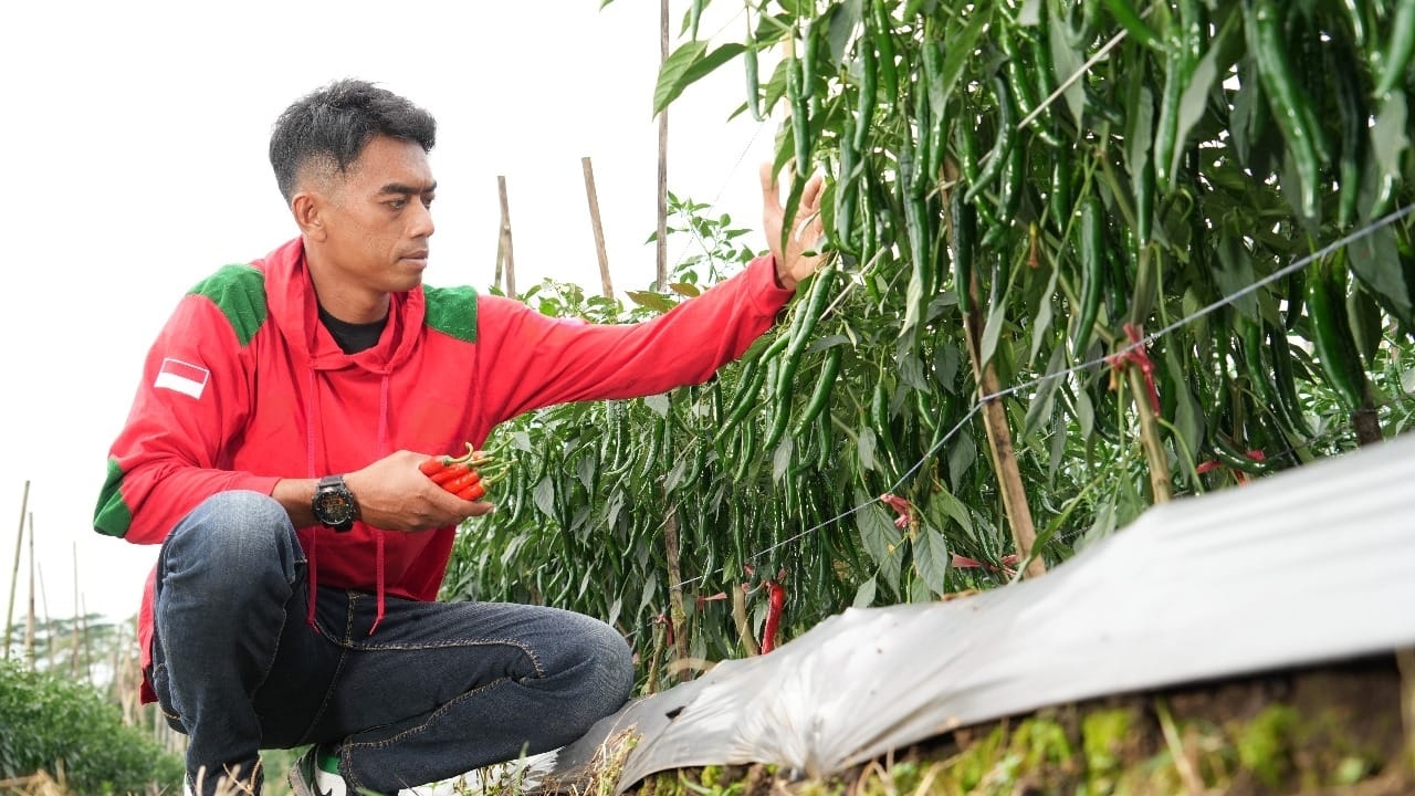 Obur Bahtiar, Petani Milenial Sukses Lewat Budidaya Sayuran