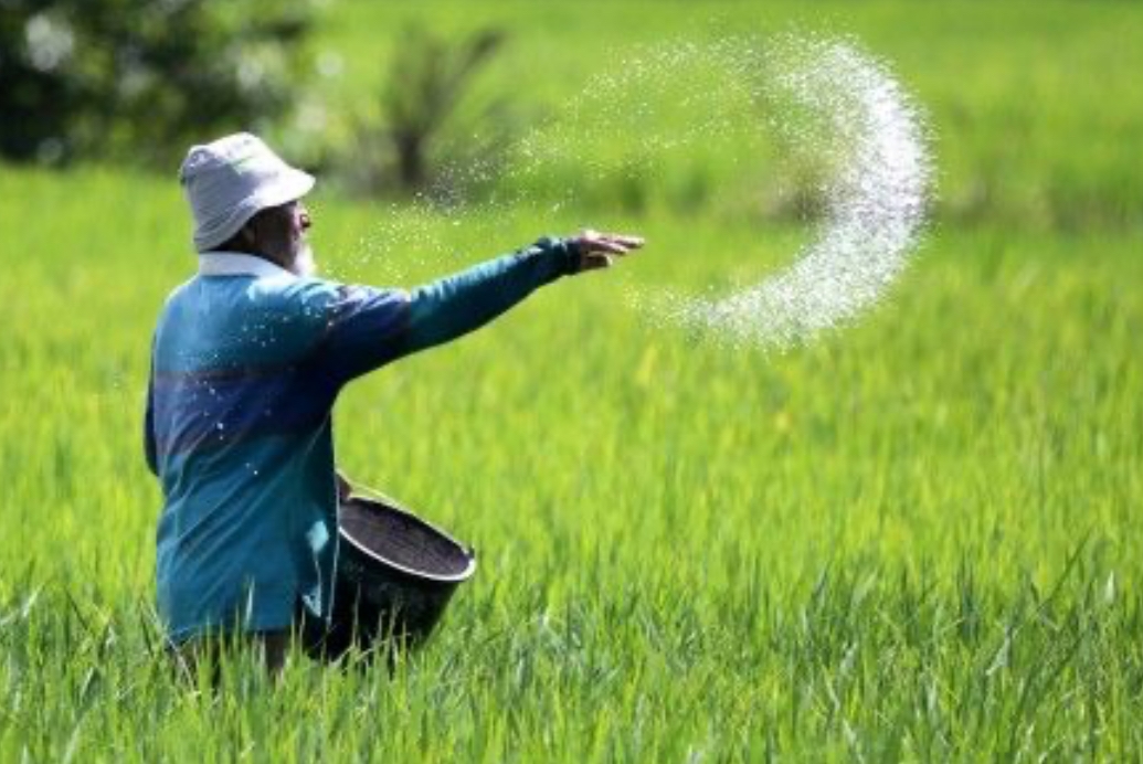 Penurunan Harga Pupuk 20 Persen Resmi Berlaku