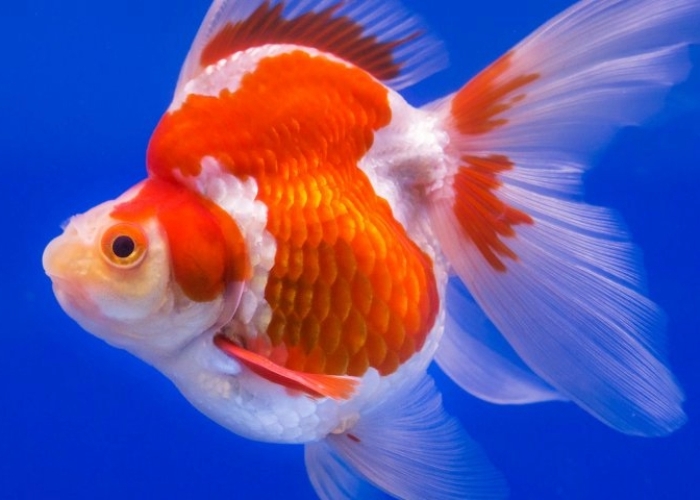 Penyebab Ikan Koki Berenang Terbalik 