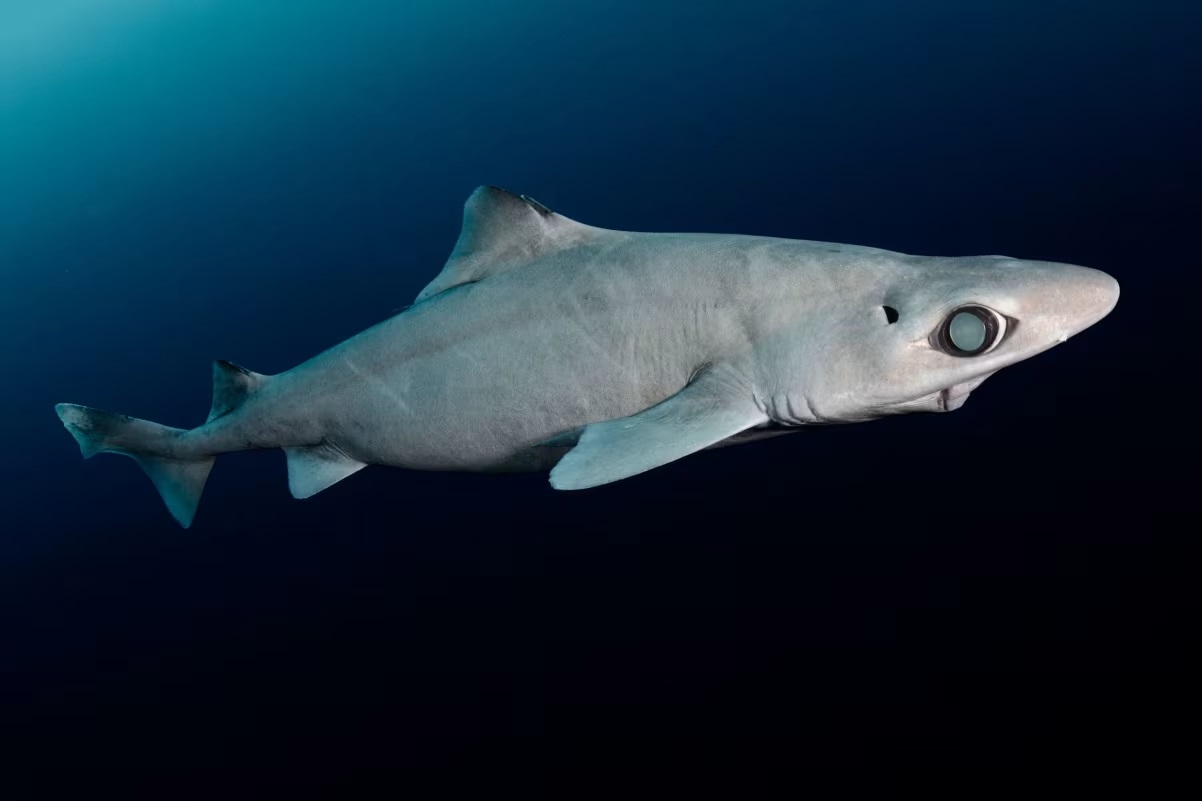 Fakta Gelap Terbongkar, Ungkap Kaitan Industri Kosmetik Cantik dengan Kepunahan Hiu Laut Dalam 