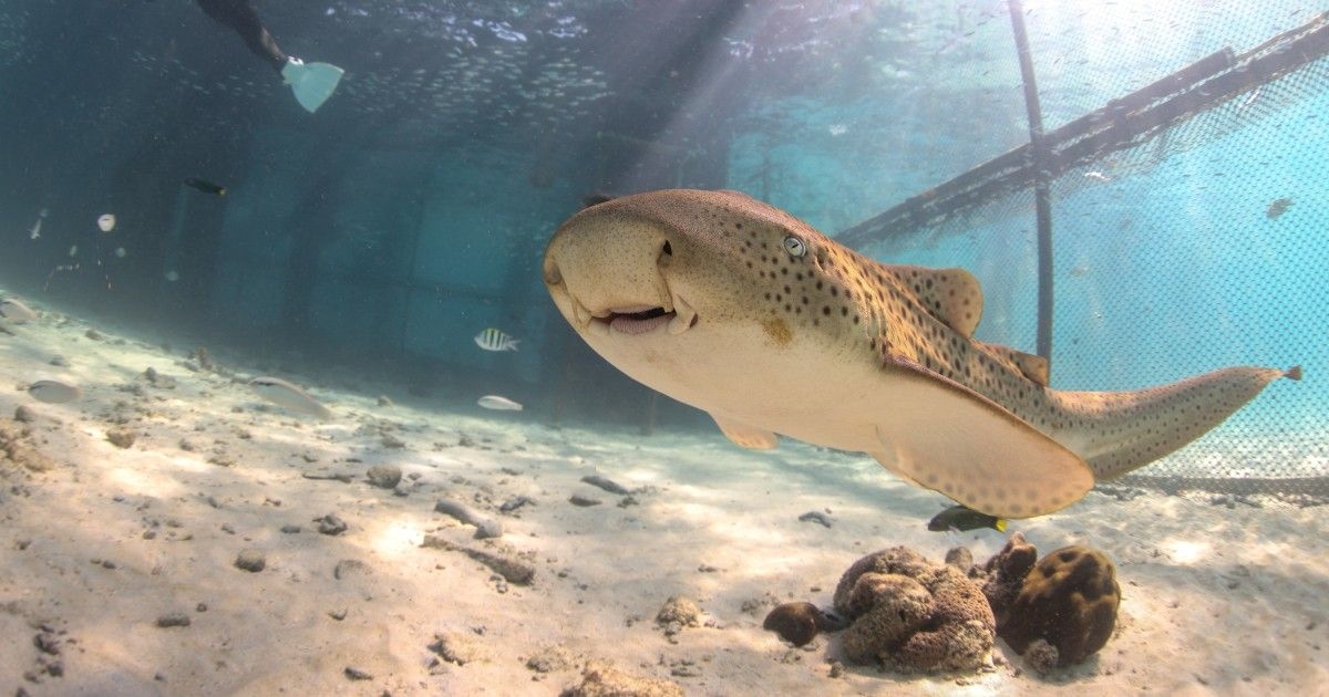 Thailand Mulai Rewilding, Hiu Macan Tutul Terancam Punah Dilepas ke Alam