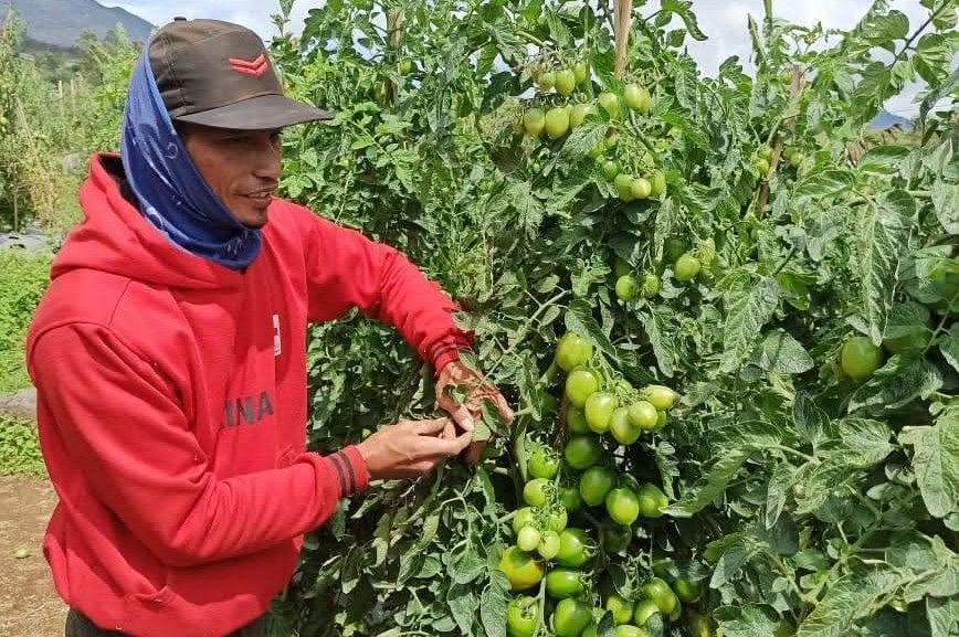 Petani Sayuran Siap Jaga Pasokan Selama Ramadan 2026