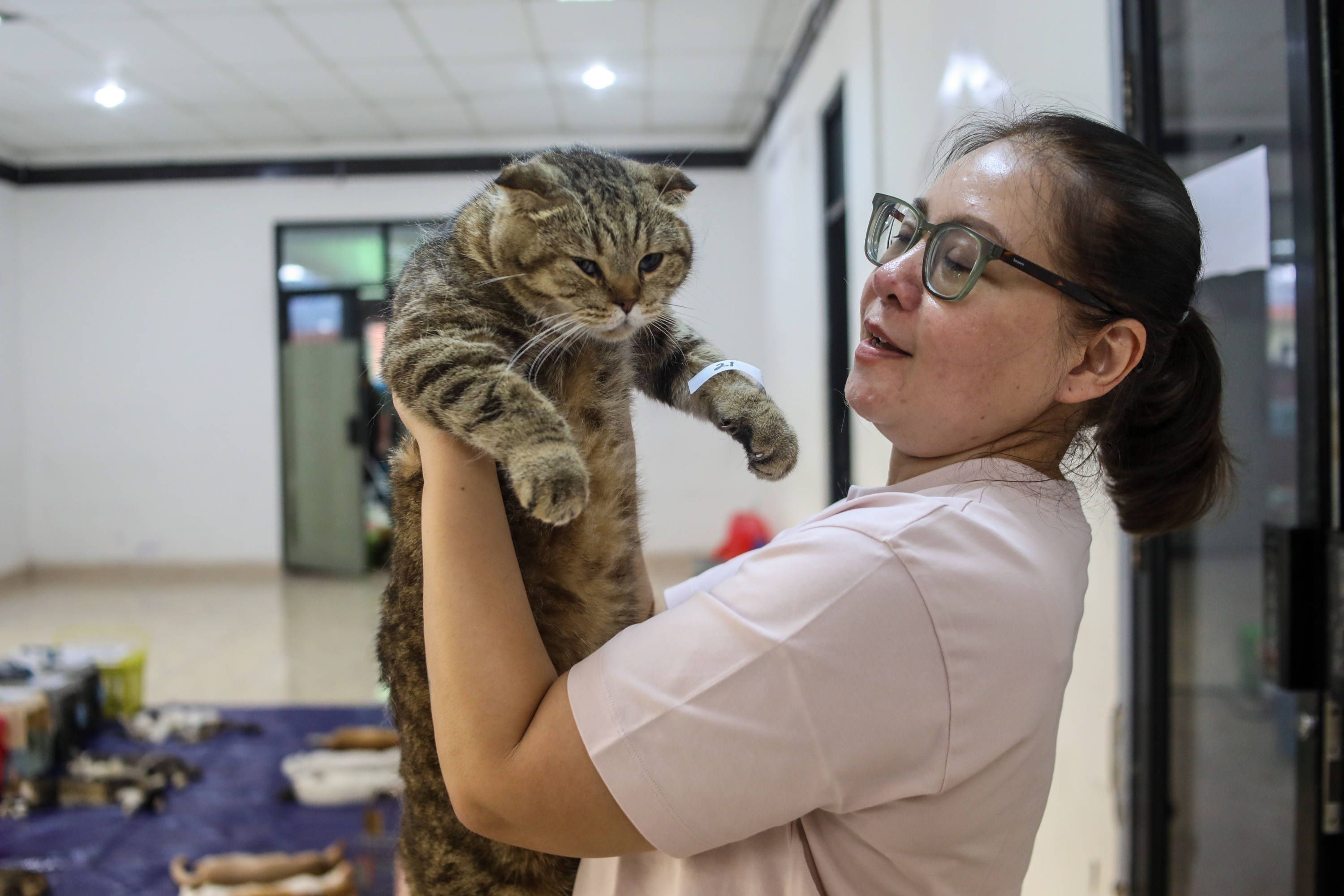 Cara Menghilangkan Kutu Kucing di Rumah dengan Aman dan Efektif