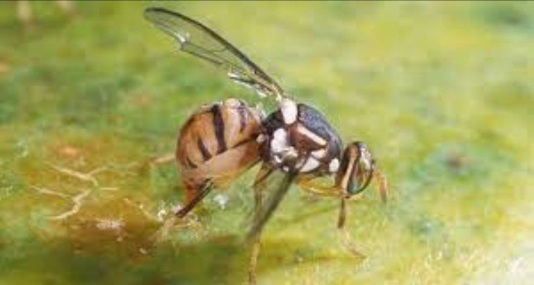 Cara Ampuh Mengusir Lalat Buah agar Dapur Tetap Bersih