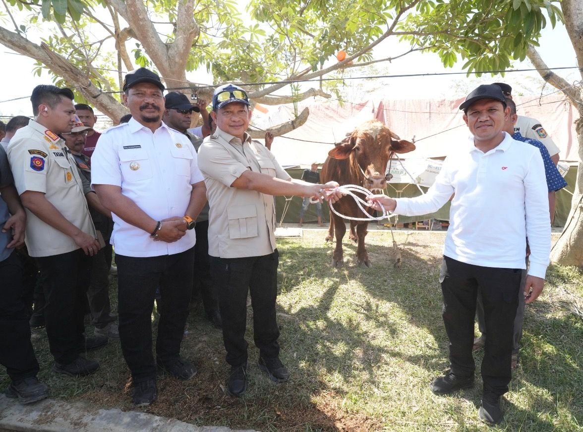 Presiden Salurkan 1.455 Sapi untuk Warga Terdampak Bencana di Aceh Jelang Ramadan