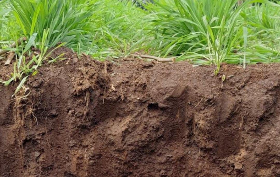 Apa Itu Petrichor? Ini Penyebab Bau Tanah Setelah Hujan