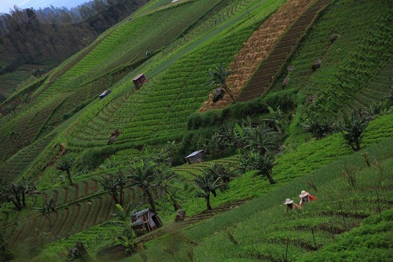 Cara Membuat Terasering Sederhana di Lahan Miring