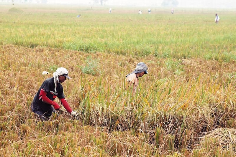 Daya Beli Petani Menguat, NTP Desember 2025 Tumbuh ke 125,35