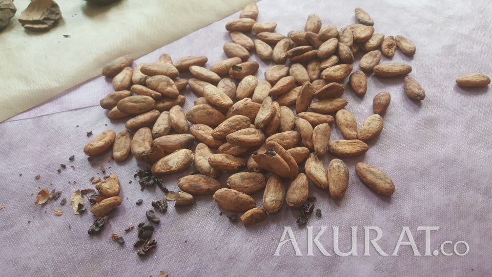 Kemendag: HR Kakao Februari Naik, Dipicu Bursa dan  Permintaan Global