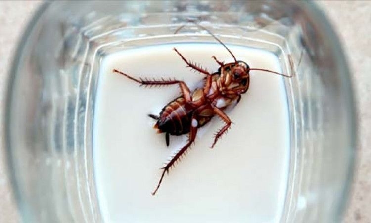 Inilah Penyebab Kecoa Sering Muncul di Malam Hari dan Cara Mengatasinya