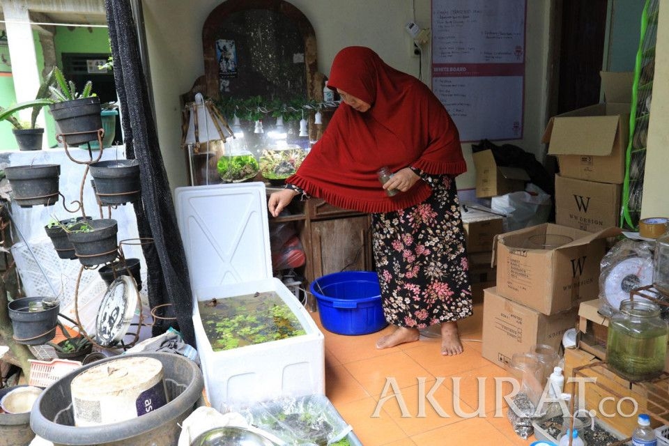 Hemat Biaya! Ini Cara Membuat Pakan Ikan Fermentasi Sendiri