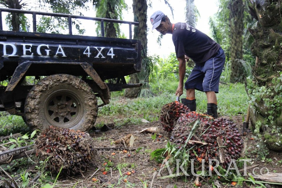 Kemendag Naikkan HR CPO Februari 2026 Jadi USD918,47 per MT
