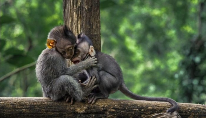 25 Ucapan Selamat Hari Primata Nasional yang Diperingati Setiap 30 Januari