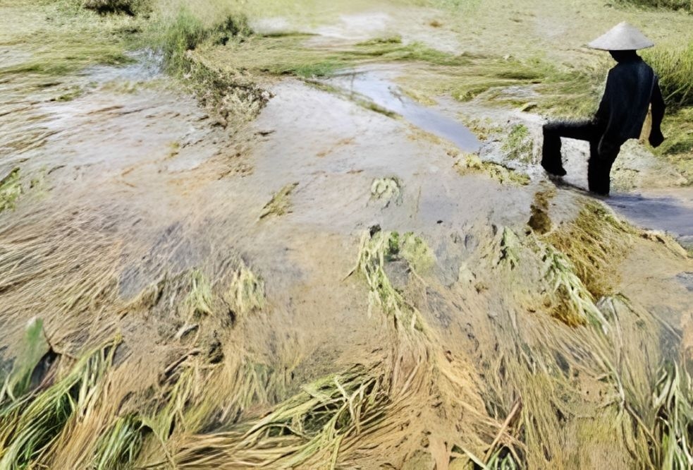 Kementan Gelontorkan Rp336 Miliar Untuk Rehabilitasi Sawah Banjir