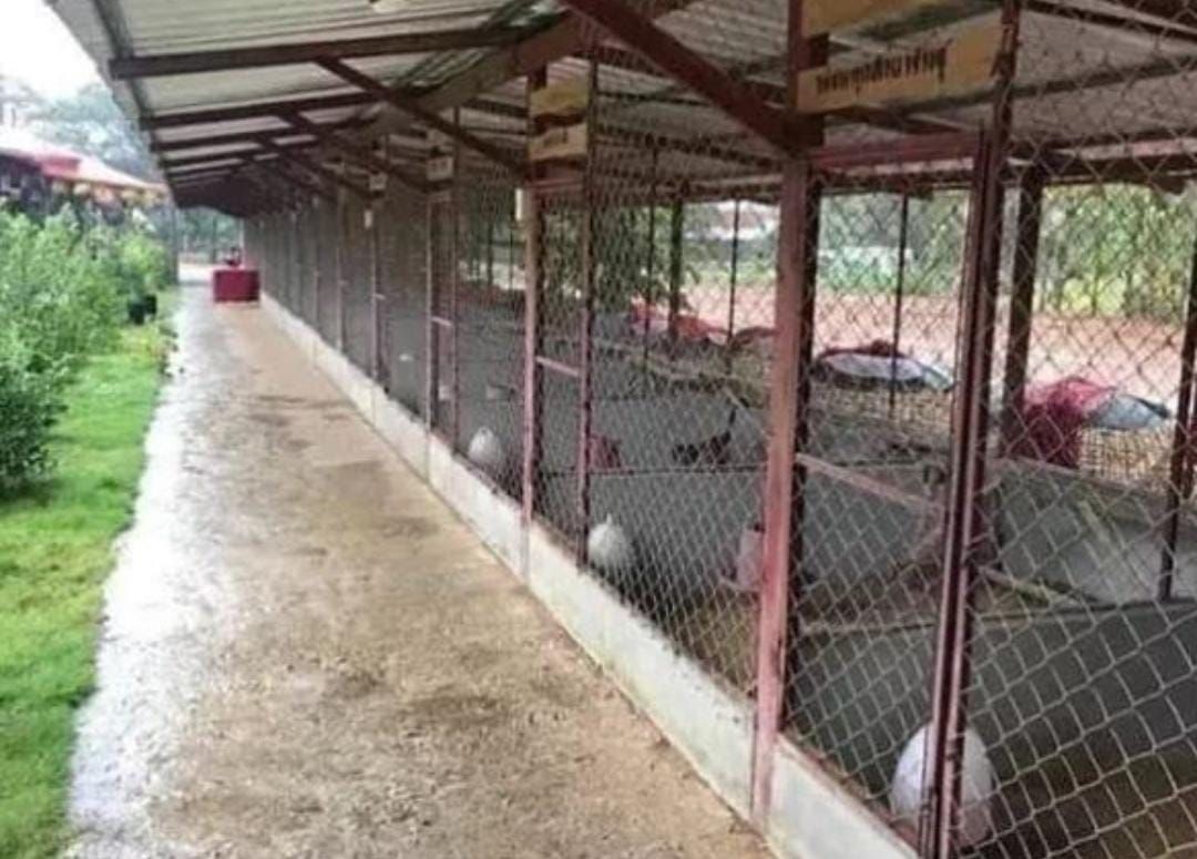 Arab Saudi Larang Impor Unggas RI, Saatnya Genjot Hilirisasi 