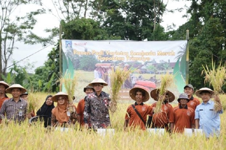 Panen Raya Dongkrak Stok, Mentan Jamin Pangan Nasional Aman