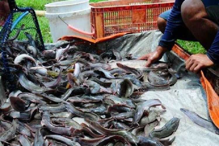  Bagaimana Cara Ternak Ikan Lele di Kolam Terpal