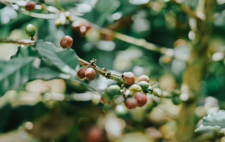 BRIN Sulap Ampas Kopi Jadi Minyak Bernilai Tinggi