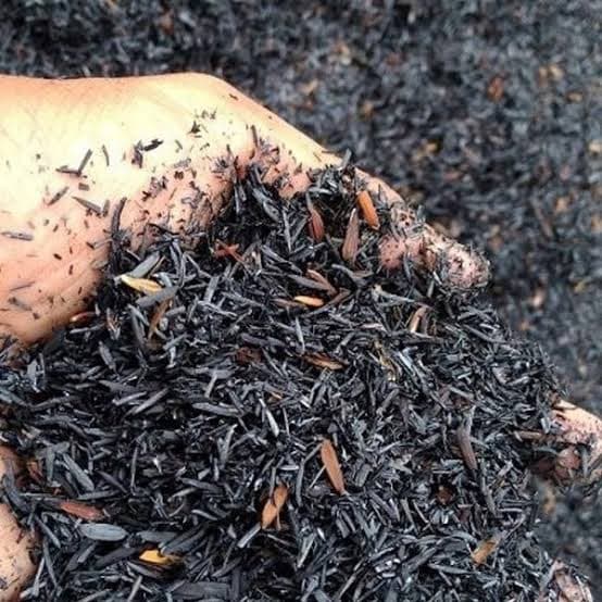 Cara Media Tanam dari Sekam Bakar