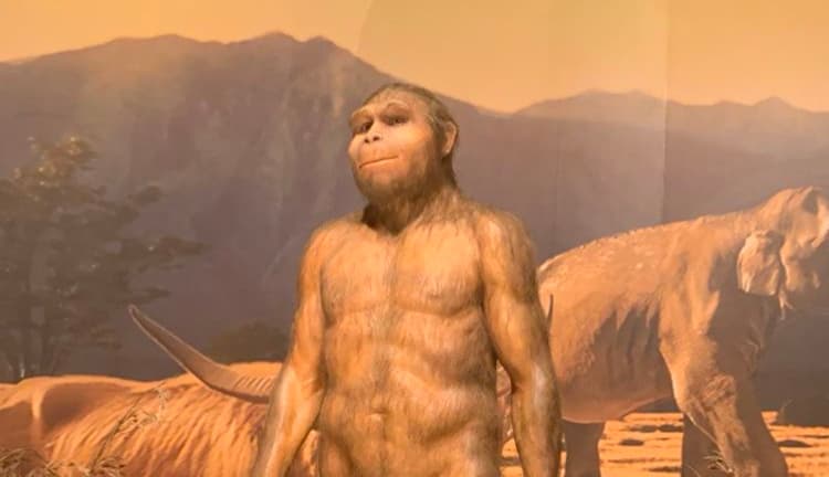 Perbedaan Manusia Purba Pithecanthropus dan Meganthropus
