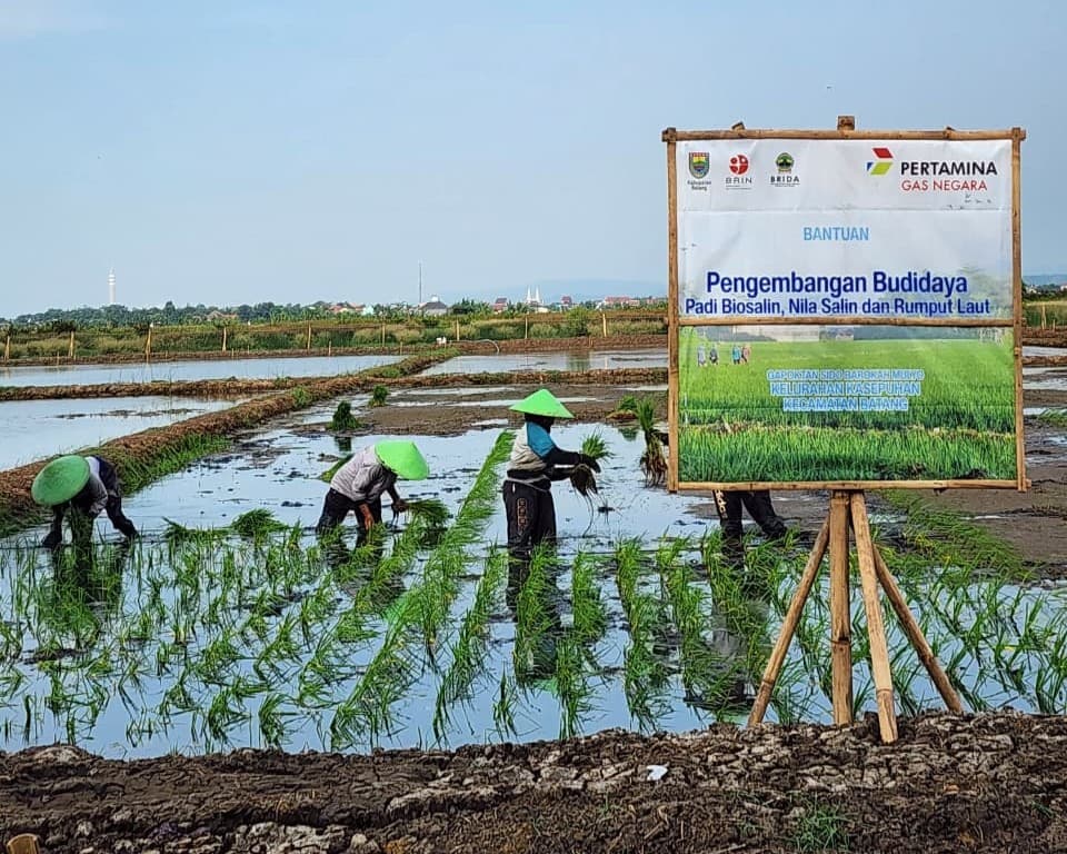 Minapadi Salin sebagai Pengembangan Padi Biosalin, PGN-BRIN Tingkatkan Produktivitas dan Nilai Ekonomi Pesisir Batang