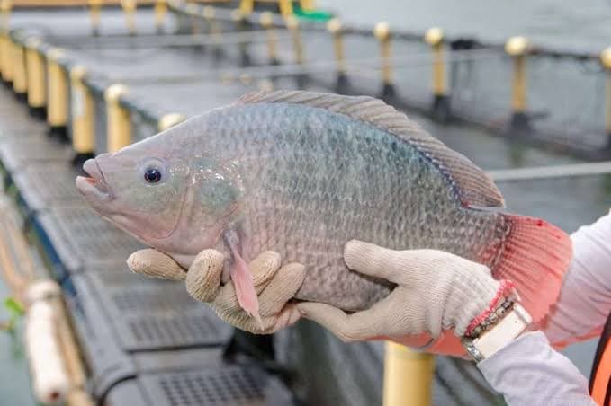 Cara Jitu Mempercepat Panen Ikan Nila untuk Hasil Melimpah