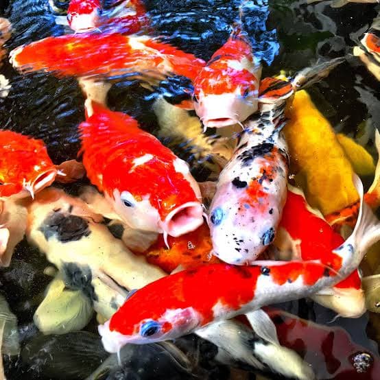 Apa Penyebab Warna Ikan Koi Memudar? Kenali Faktor Utama dan Cara Menjaga Warna Tetap Cerah