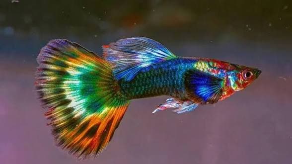 Cara Merawat Ikan Guppy agar Sehat, Aktif, dan Cepat Berkembang Biak