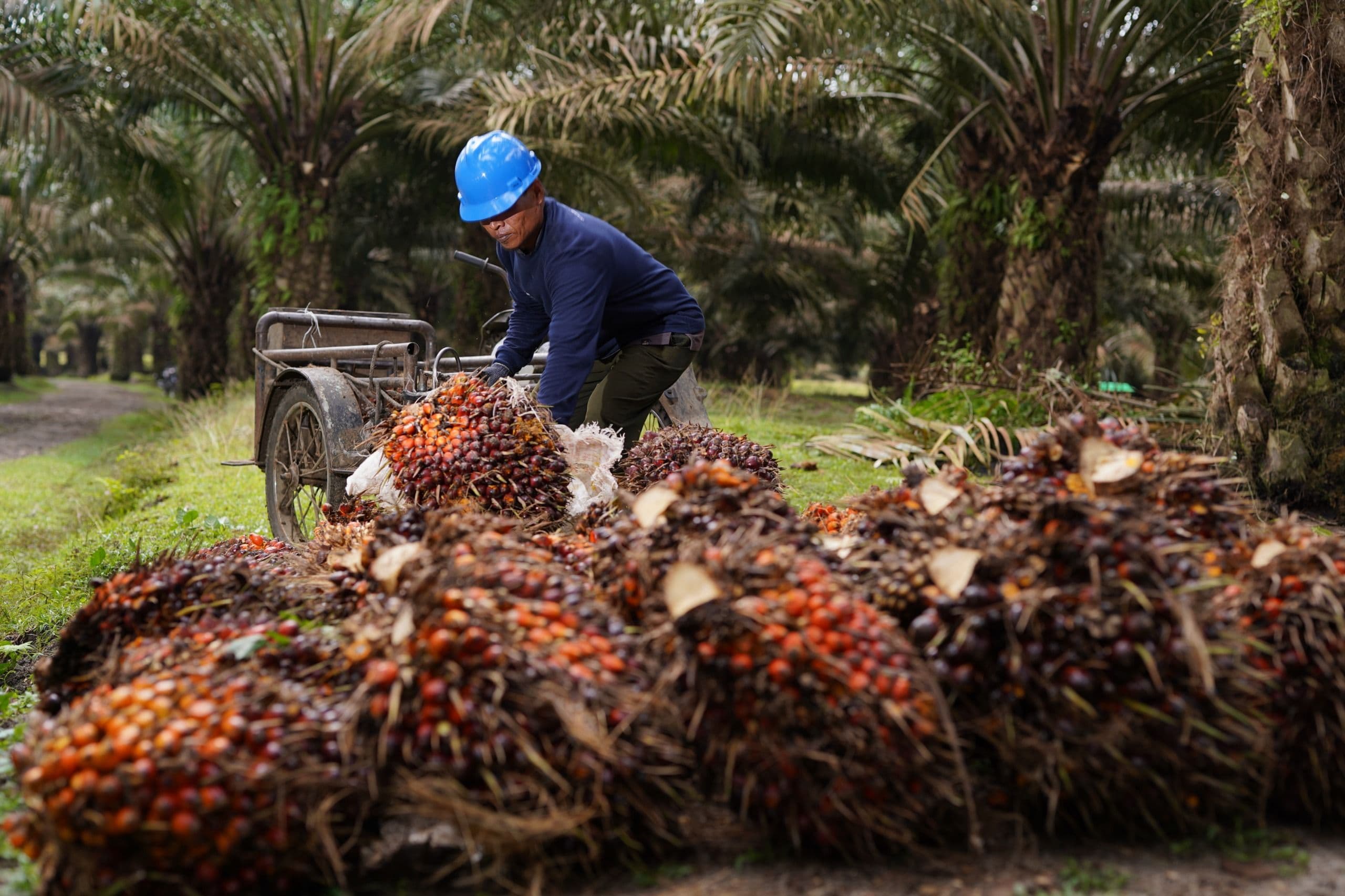 Produksi CPO PalmCo Tembus 2,7 Juta Ton, Produktivitas Ikut Naik