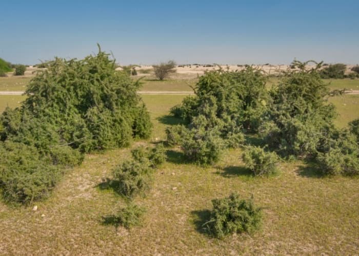 Mengenal Pohon Gharqad Tempat Sembunyi Kaum Yahudi Di Akhir Zaman