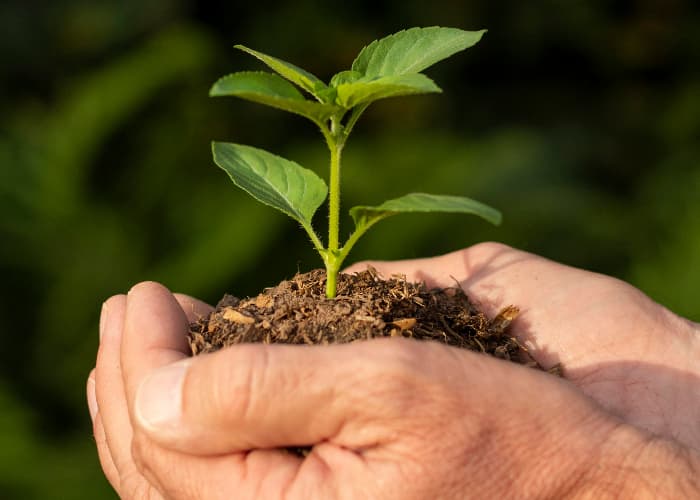 Keutamaan Menanam Pohon Dalam Islam, Tidak Hanya Bermanfaat Di Dunia Namun Juga Di Akhirat