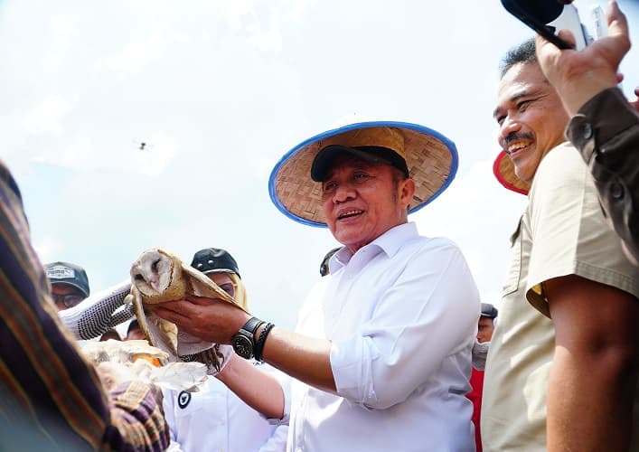 Gubernur Herman Deru Panen Raya Padi IP 200 di Banyuasin, Bukti Konsistensi Petani dan Dukungan Pemprov Sumsel