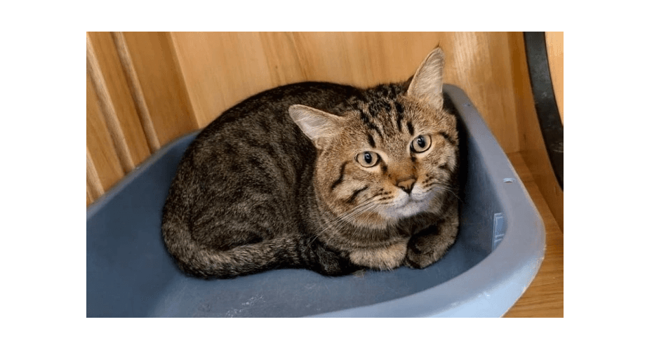 Kucing Viral karena Masuk Daftar Lelang  Setelah Pemiliknya Kalah di Kasus Utang 