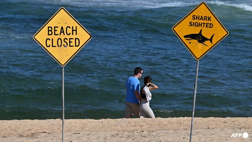 Dua Turis Swiss Diserang Hiu di Australia, Satu Meninggal di Lokasi