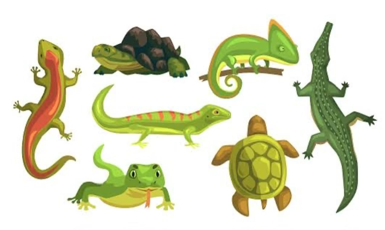 Jenis-jenis Hewan Amfibi yang Hidup di Dua Alam