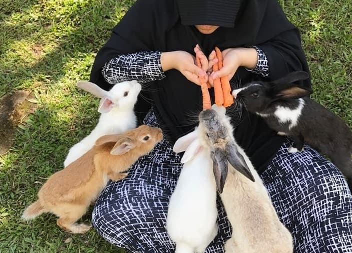 5 Cara Mengobati Kelinci Terkena Jamur Kulit, Simak Selengkapnya