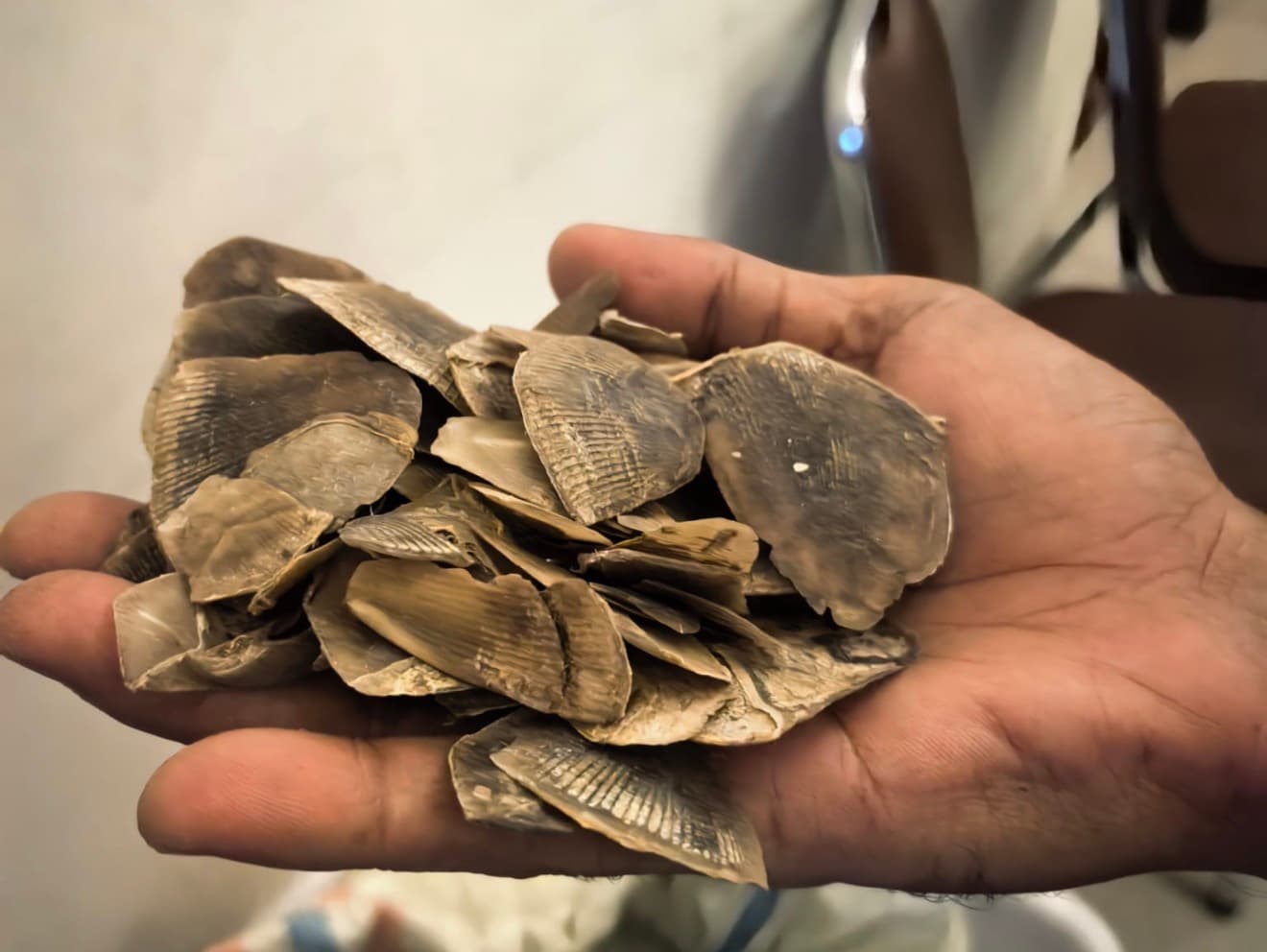 Polda Riau Gerebek Perdagangan Sisik Trenggiling 30 Kg, Ungkap Jaringan Pemburu Satwa Liar