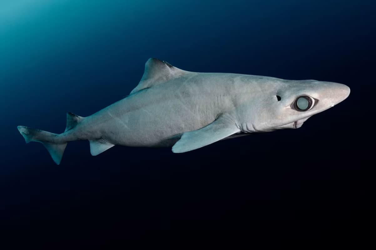 Fakta Gelap Terbongkar, Ungkap Kaitan Industri Kosmetik Cantik dengan Kepunahan Hiu Laut Dalam 