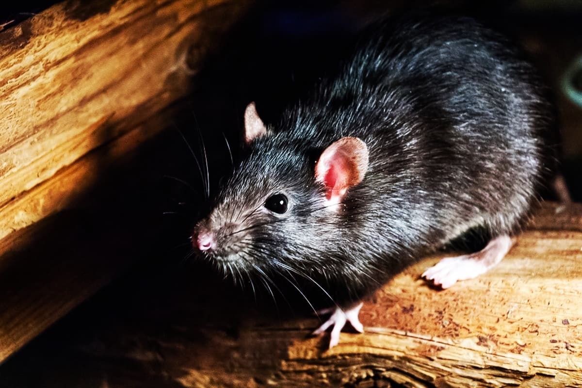 Cara Membuat Jebakan Tikus Sederhana Tanpa Racun 