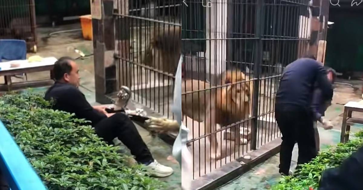 Nyaris Diterkam Singa, Bocah 10 Tahun di China Alami Insiden Mencekam di Kebun Binatang