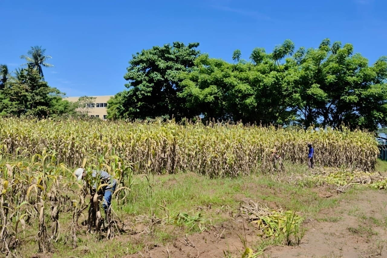 PLN EPI Gandeng Swasta Kembangkan Sorgum untuk Biomassa PLTU