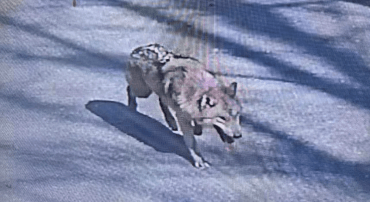 Warga Kota Daejeon Bernafas Lega, Serigala Lepas Berhasil Ditangkap setelah 9 Hari Berkeliaran