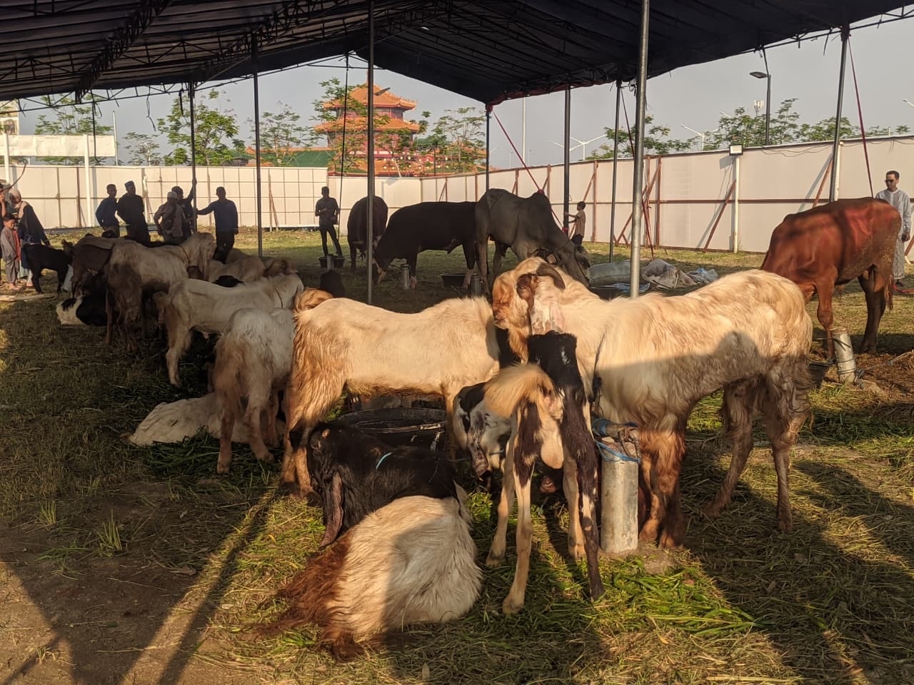 Masjid Al Ikhlas PIK Salurkan Kurban untuk 2.000 Mustahik, Terima 7 Sapi dan 35 Kambing