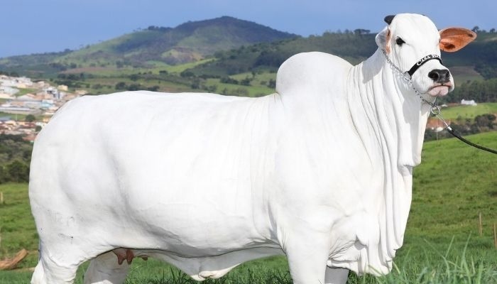 Mengenal Carina FIV do Kado, Sapi Termahal di Dunia Asal Brasil yang Nilainya Tembus Rp78 Miliar