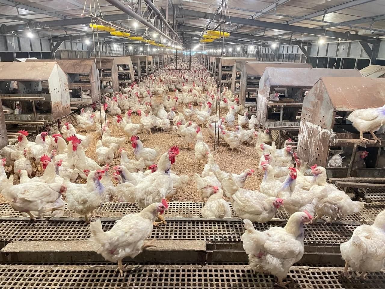 Harga Ayam Jatuh di Bawah Acuan, Kementan Hentikan Rekomendasi Usaha Baru
