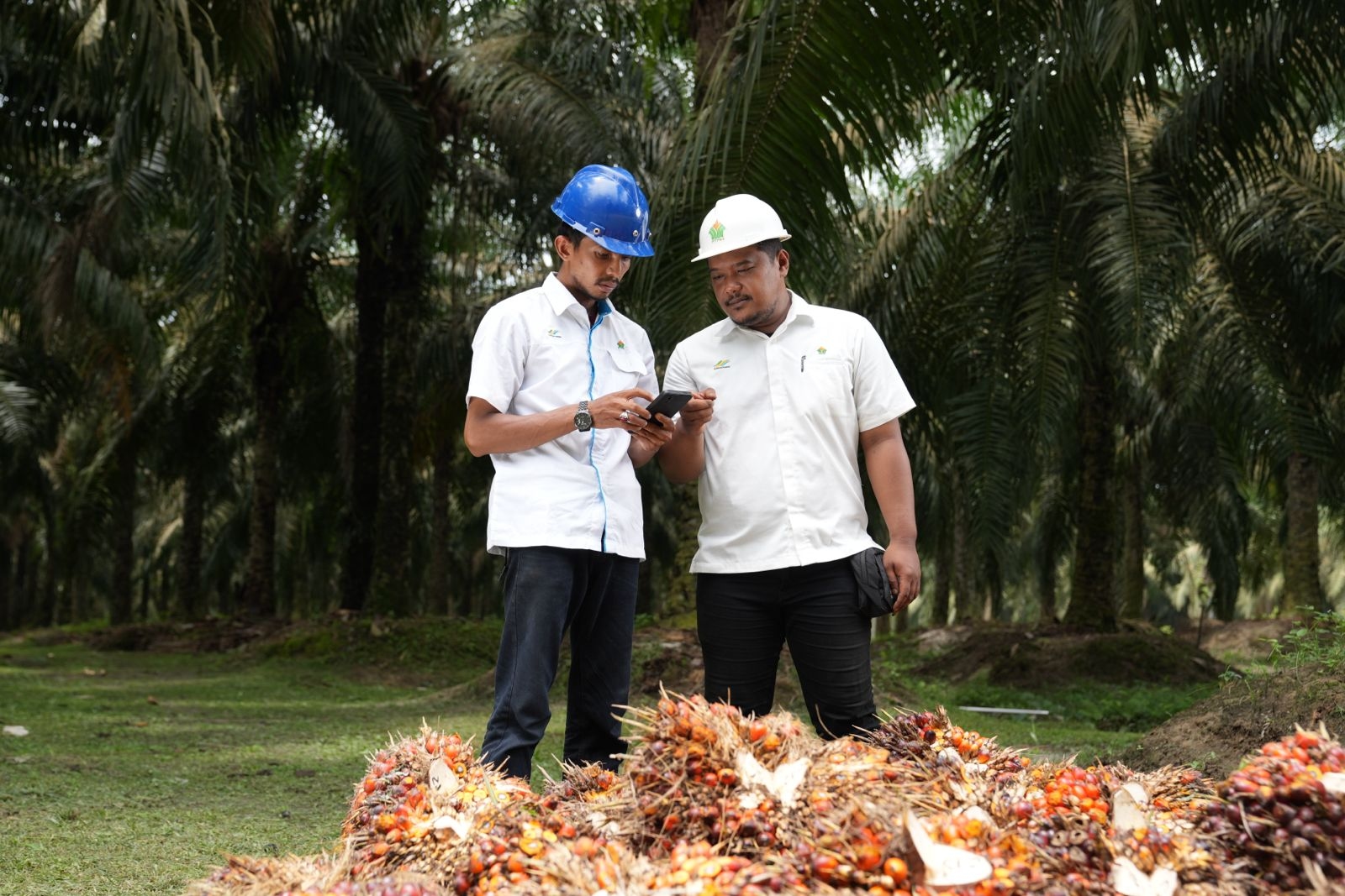 PalmCo Kebut Sertifikasi 5.120 Pekerja, SDM Jadi Kunci Daya Saing Sawit