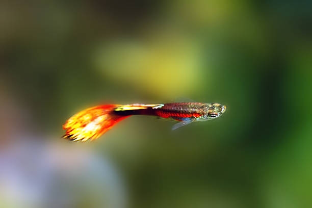 Berapa Lama Ikan Guppy Melahirkan