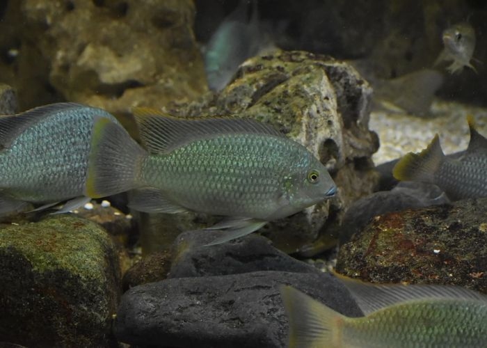 Kenapa Ikan Nila Hitam Sulit Dibasmi? Populasinya Sudah Menyebar di Thailand